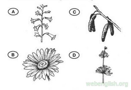 composite family drawings