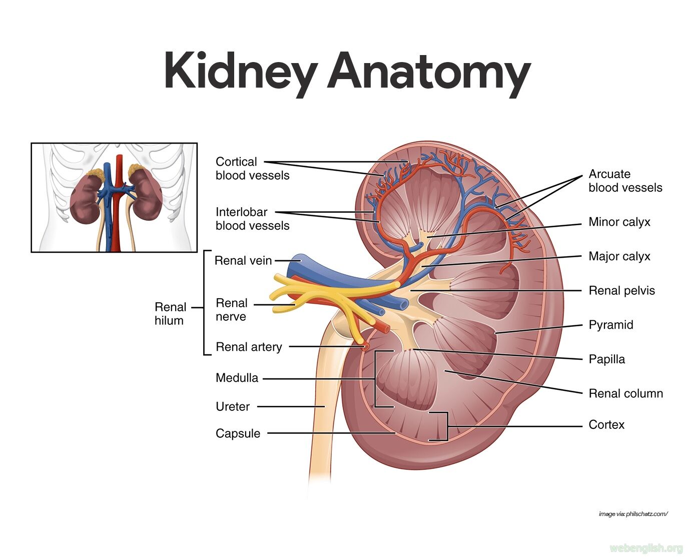 kidney