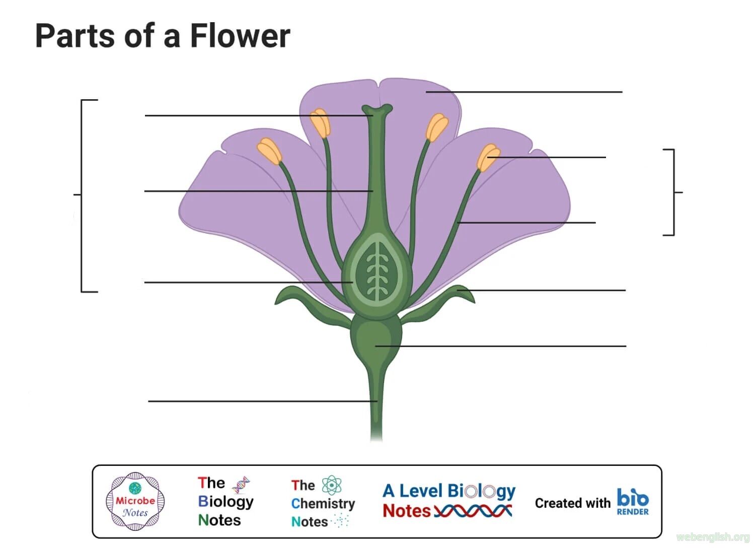 Parts of a Flower